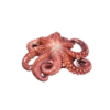 Polvo / Octopus 2 a 3 Kg Verpakt Bevroren +/- 2,5 Kg